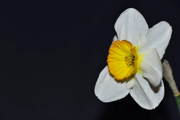 Hermosa Flor Blanca Amarilla Sobre Fondo Negro — Foto de Stock