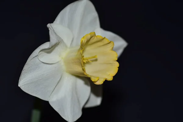 Bela Flor Branca Amarela Fundo Preto — Fotografia de Stock