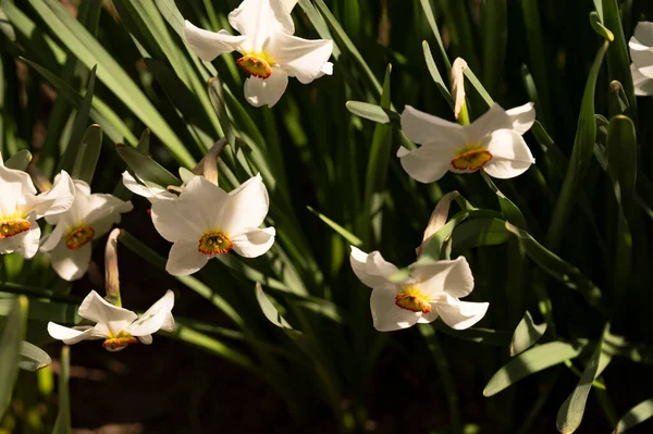 Білі Квіти Нарцисів Саду Крупним Планом — стокове фото