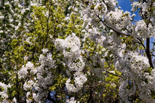 Flor Primavera Flores Brancas Árvore — Fotografia de Stock