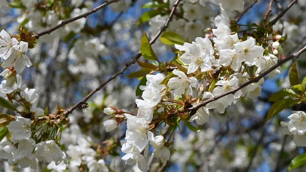 Spring Blossom White Flowers Tree Royalty Free Stock Images