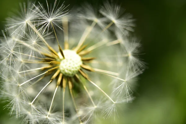 Yeşil bahçede beyaz karahindiba çiçeği