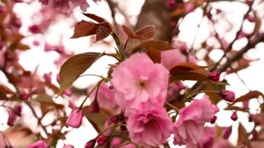 Bahçedeki güzel pembe çiçekler