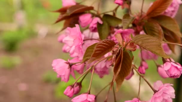 Schöne Rosa Blumen Garten — Stockvideo