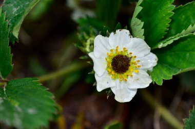 Bahçede büyüyen beyaz çiçeklerin güzel botanik çekimi