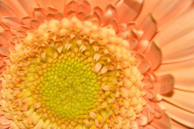 güzel gerbera çiçek yakın çekim