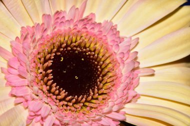 güzel gerbera çiçek yakın çekim