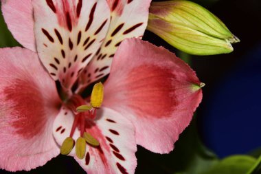 güzel zambak çiçekleri, çiçek konsepti