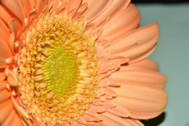 güzel gerbera çiçek yakın çekim