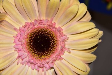 güzel gerbera çiçek yakın çekim