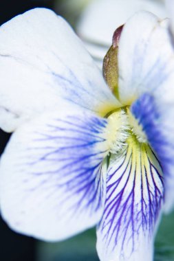 Güzel beyaz ve mor çiçekler, yakın görüş