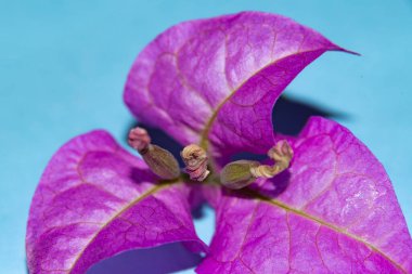 Mavi arkaplanda güzel mor bir çiçek