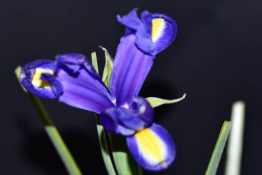 Siyah arka planda güzel bir çiçek