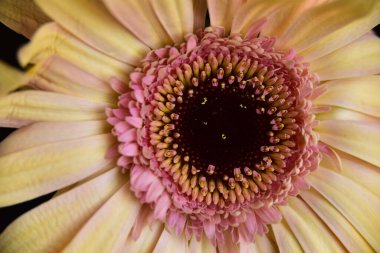 Siyah arka plan üzerine izole Gerbera çiçek.