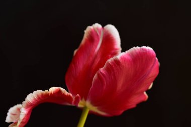 Güzel lale çiçeği, yakın plan, koyu arkaplan