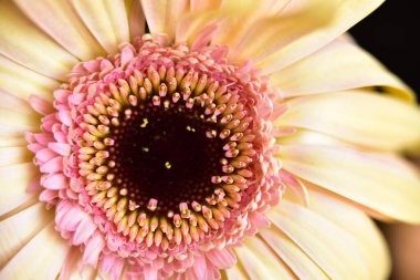 Siyah arka plan üzerine izole Gerbera çiçek.