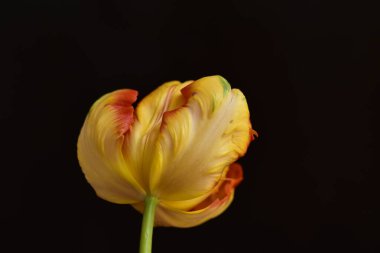 Güzel lale çiçeği, yakın plan, koyu arkaplan