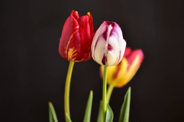 Güzel lale çiçekleri kapanıyor, koyu arkaplan