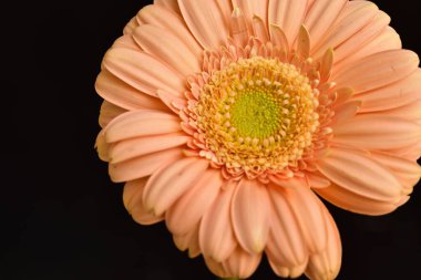 Siyah arka plan üzerine izole Gerbera çiçek.