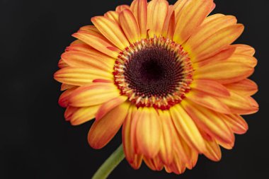 Siyah arka plan üzerine izole Gerbera çiçek.