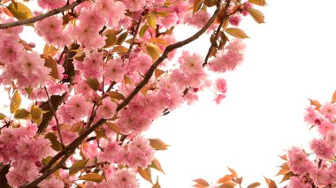 Bahçede açan pembe bahar çiçekleri