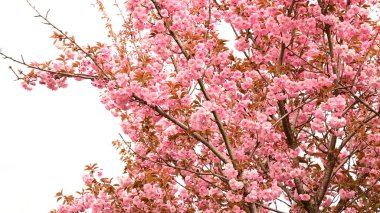 Bahçede açan pembe bahar çiçekleri