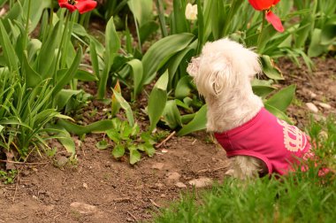 Parktaki çiçekli sevimli köpek.