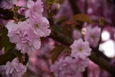 Bahçede açan pembe bahar çiçekleri