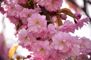 Bahçede açan pembe bahar çiçekleri