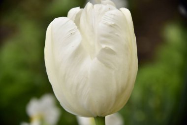 Bahçedeki güzel lale çiçeği