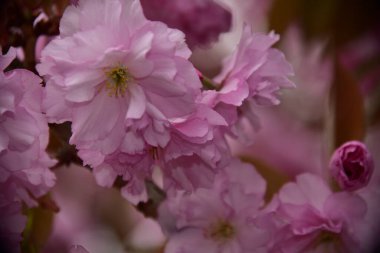 Bahçede açan pembe bahar çiçekleri