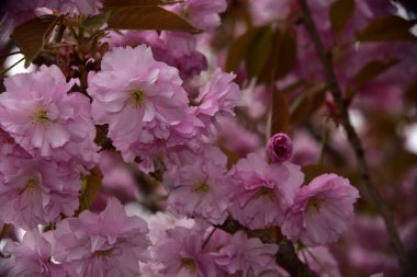 Bahçede açan pembe bahar çiçekleri