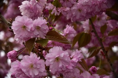 Bahçede açan pembe bahar çiçekleri