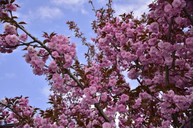 Bahçede açan pembe bahar çiçekleri
