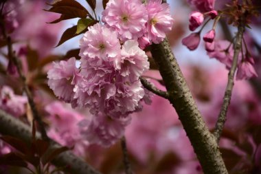 Bahçede açan pembe bahar çiçekleri