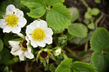 Bahçede büyüyen beyaz çiçeklerin güzel botanik çekimi