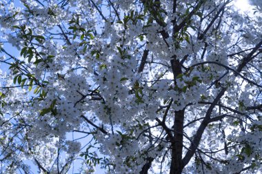 Bahçede büyüyen beyaz çiçeklerin güzel botanik çekimi