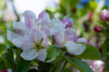 Bahçede büyüyen beyaz çiçeklerin güzel botanik çekimi