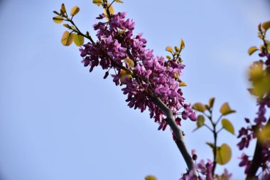 bahçede büyüyen güzel pembe çiçekler