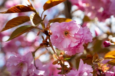 Bahçede açan pembe bahar çiçekleri