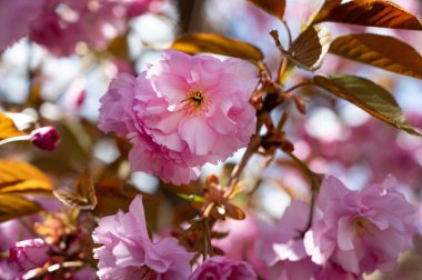 Bahçede açan pembe bahar çiçekleri