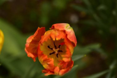 Bahçedeki güzel lale çiçeği