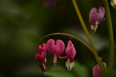 bahçede büyüyen güzel pembe çiçekler