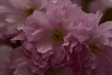 Bahçede açan pembe bahar çiçekleri