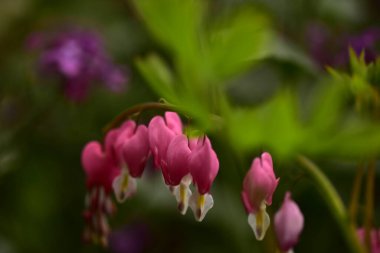 bahçede büyüyen güzel pembe çiçekler