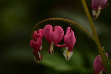 bahçede büyüyen güzel pembe çiçekler