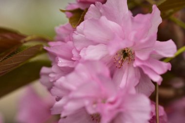 Bahçede açan pembe bahar çiçekleri