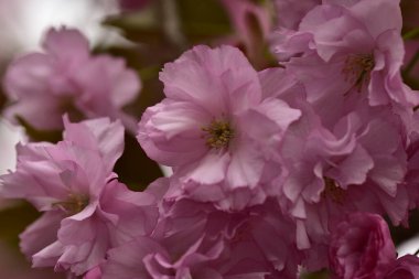 Bahçede açan pembe bahar çiçekleri