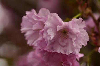 Bahçede açan pembe bahar çiçekleri