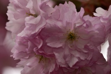 Bahçede açan pembe bahar çiçekleri